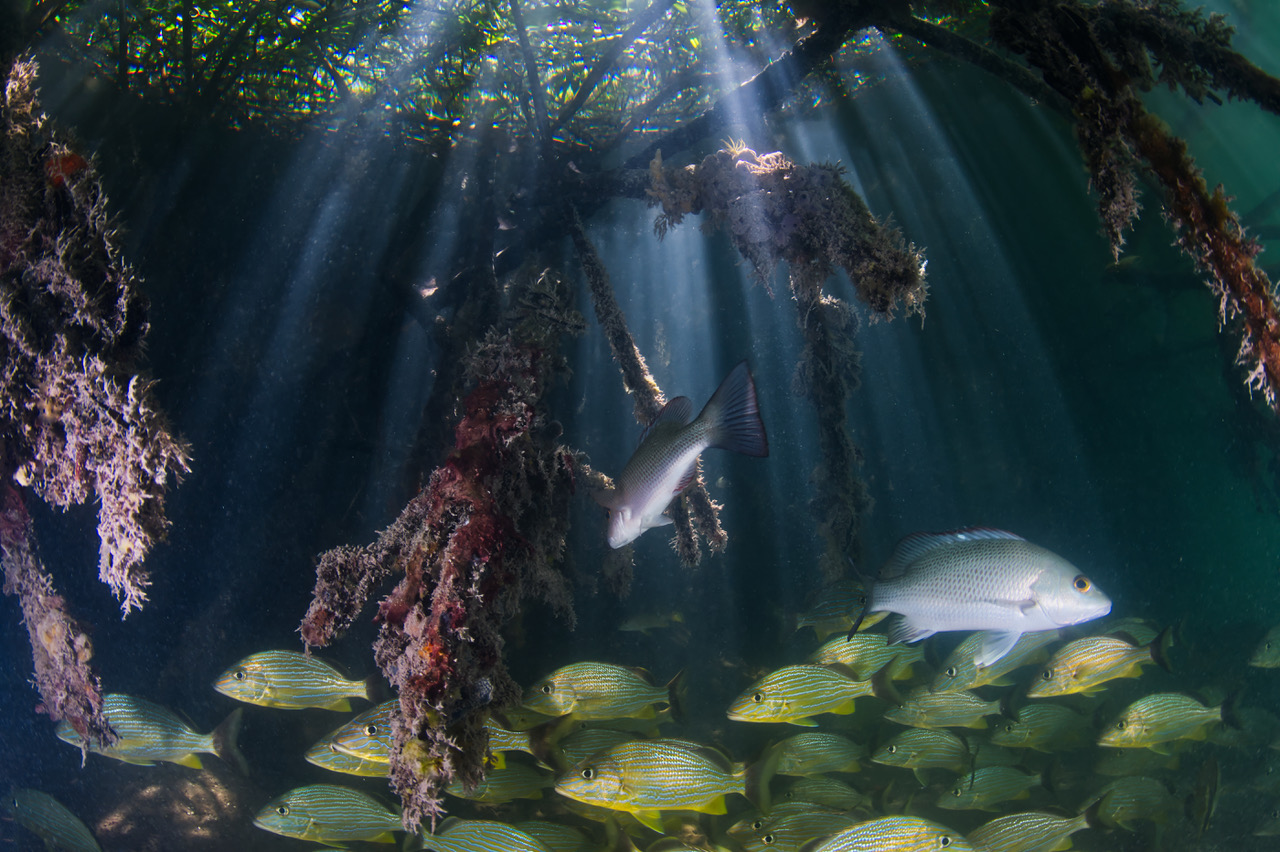 Sharing 40 Years Experience Of Working On Mangroves The Generous Forests Of The Tidal Zone Macobios