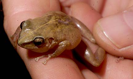 Coqui Frogs Sierra Club Maui Group