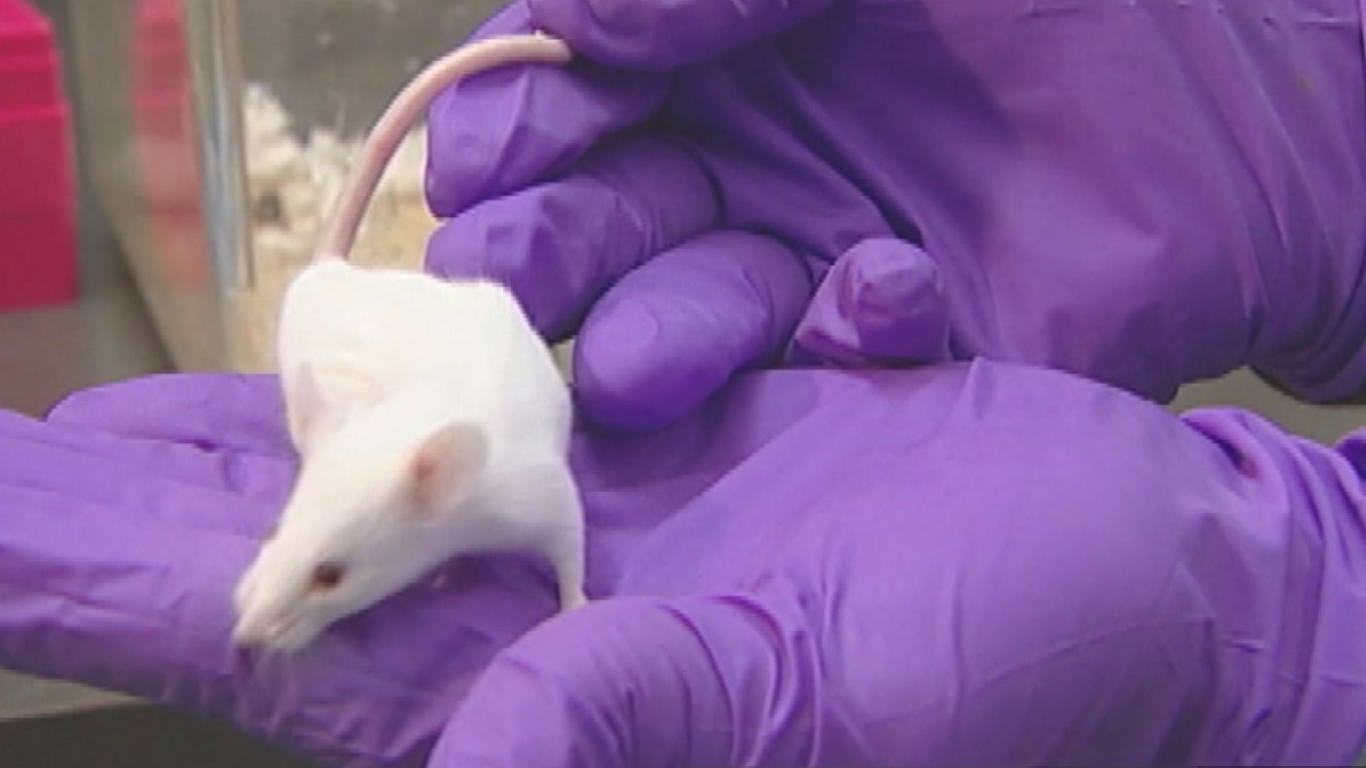 Health Matters: Study finds 5% of animal-tested therapies reach humans