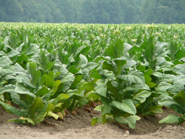 Need for Informed Regulation: The Tobacco Industry Example, By Emeka Anichebe