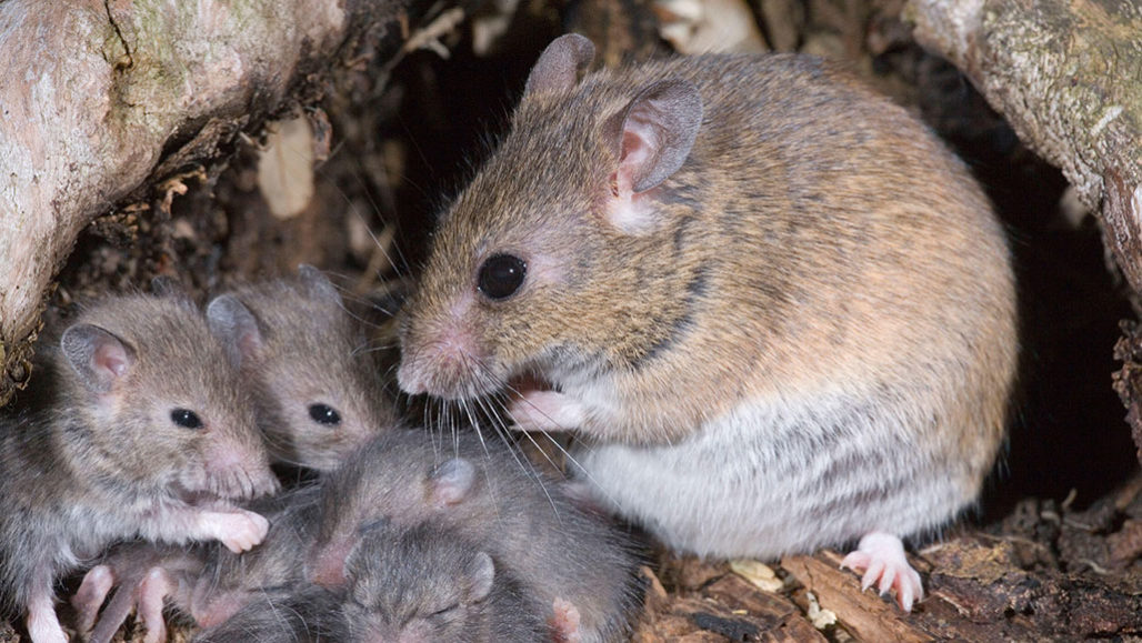 Lassa fever: Rats used to illustrate the story