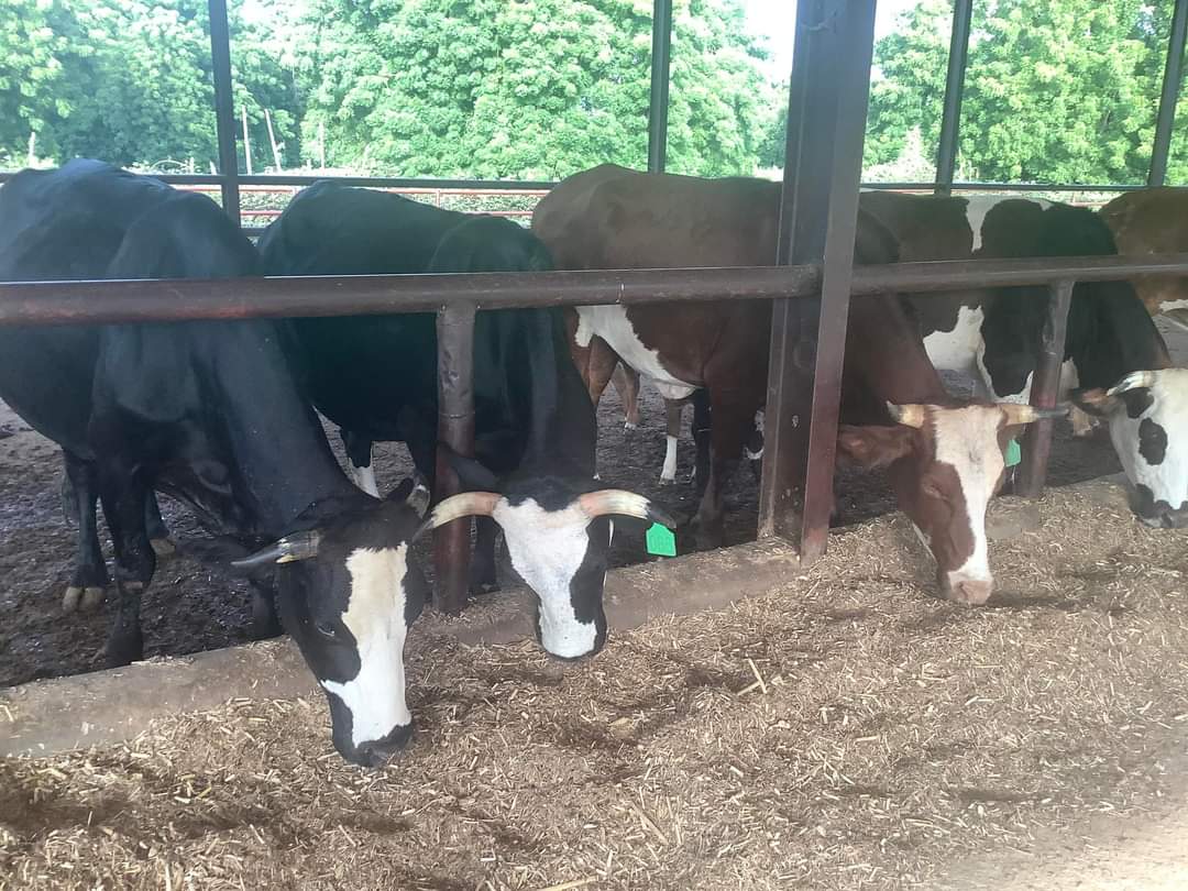 Buhari's cattle