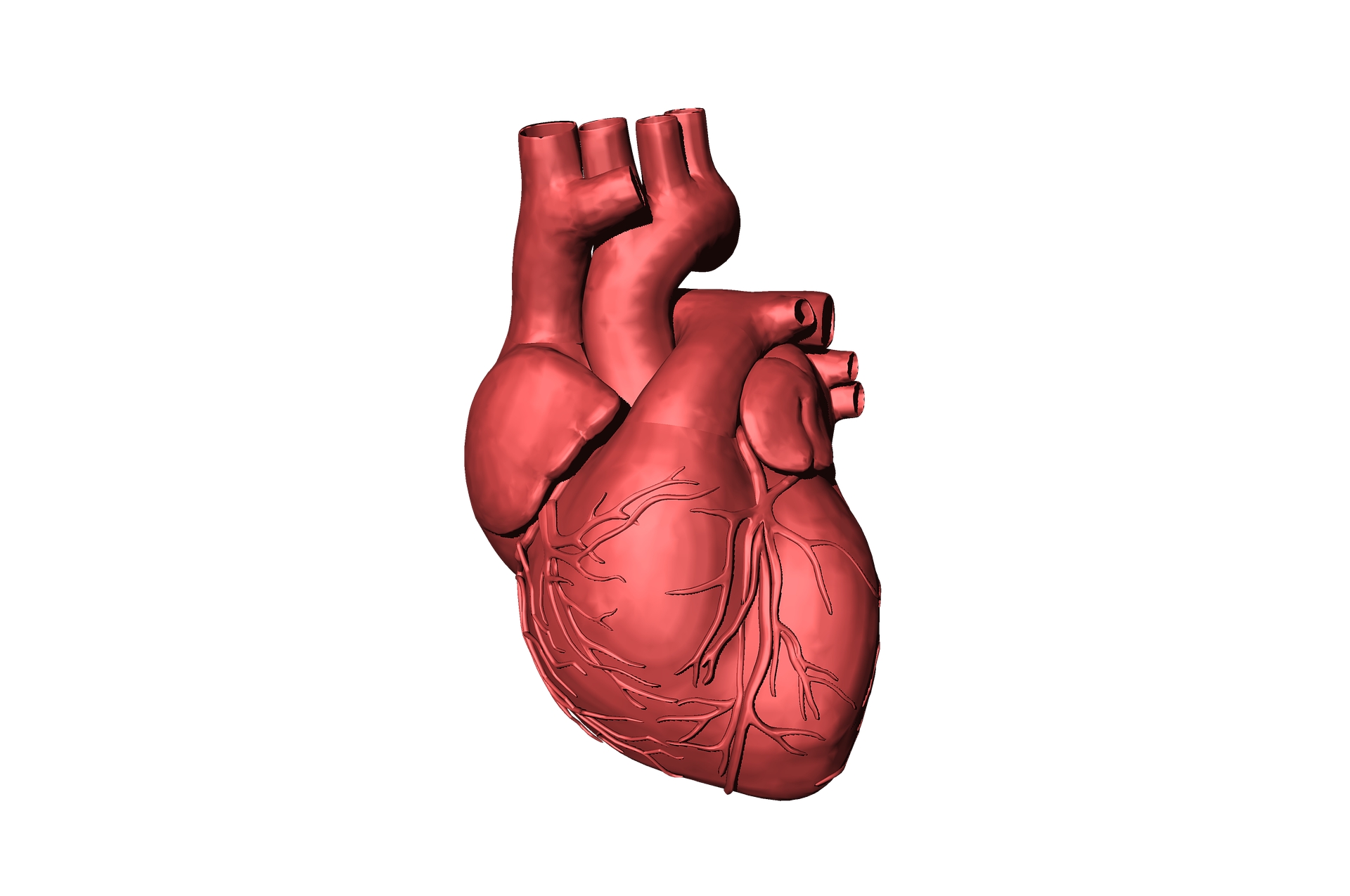 Human heart