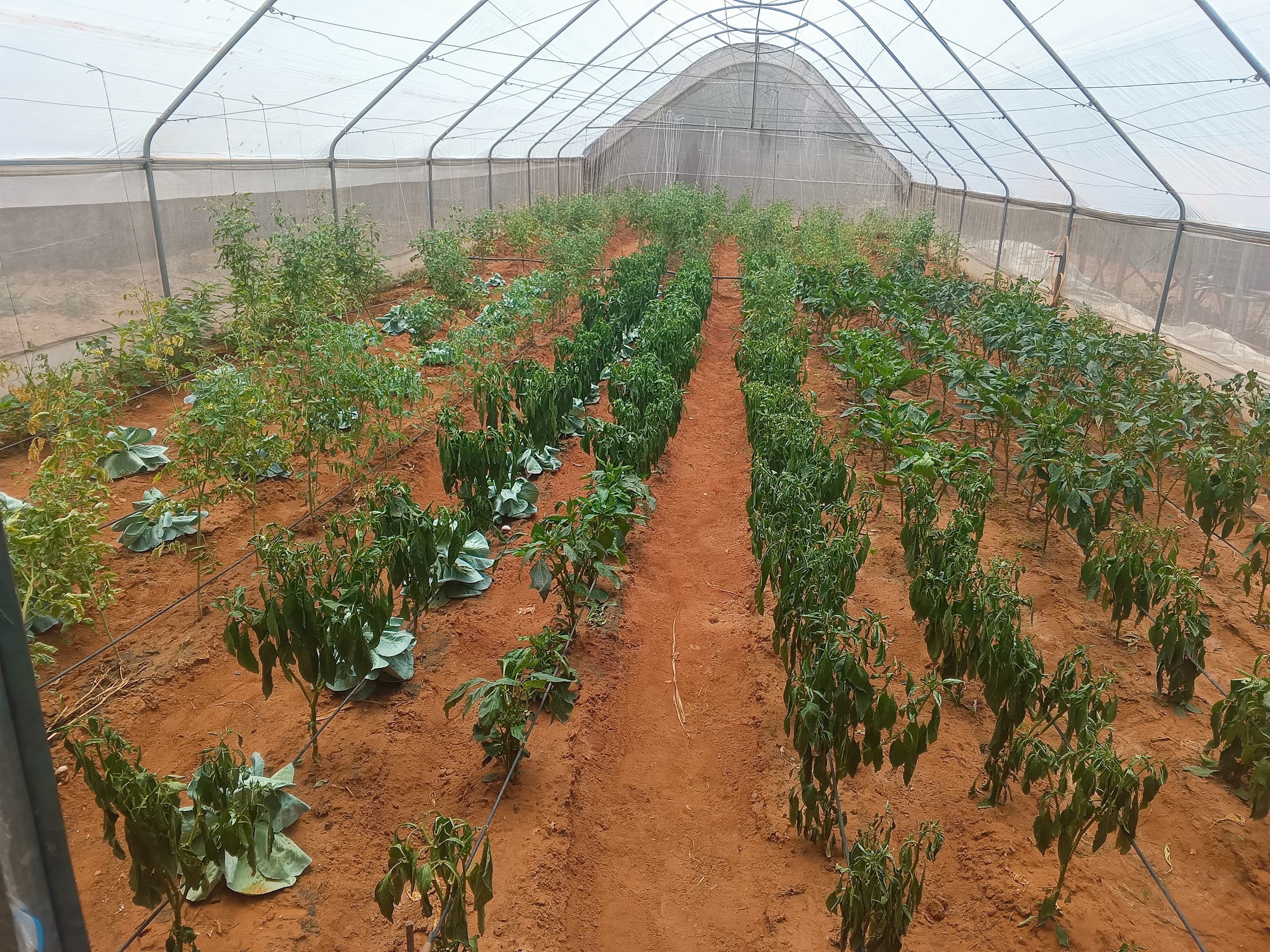 Greenhouse at Anambra State Polythecnic