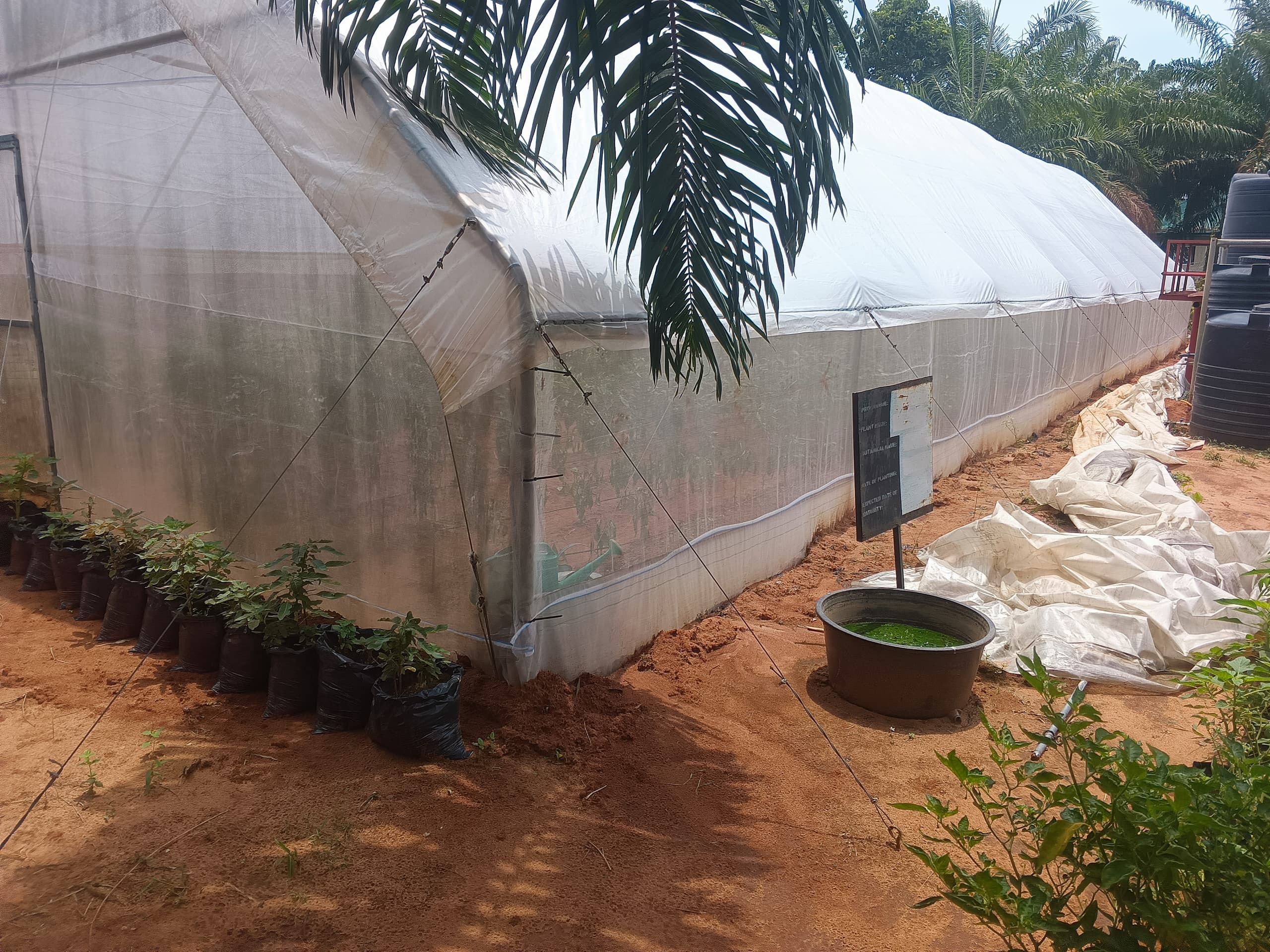 Greenhouse at Anambra State Polythecnic