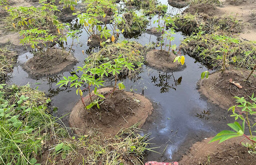 Polluted cassava farm land in Ibeno, Akwa Ibom state