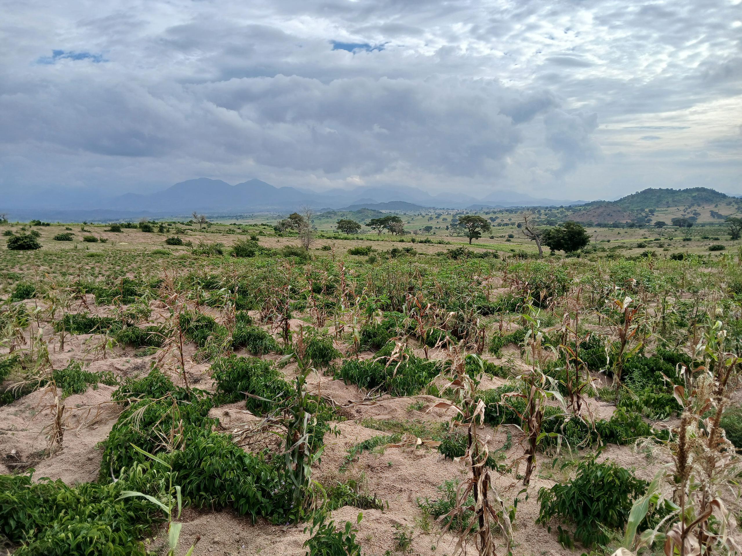 A farm used ton illustrate the story