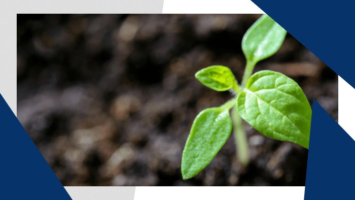 Plant sprouting out of the ground