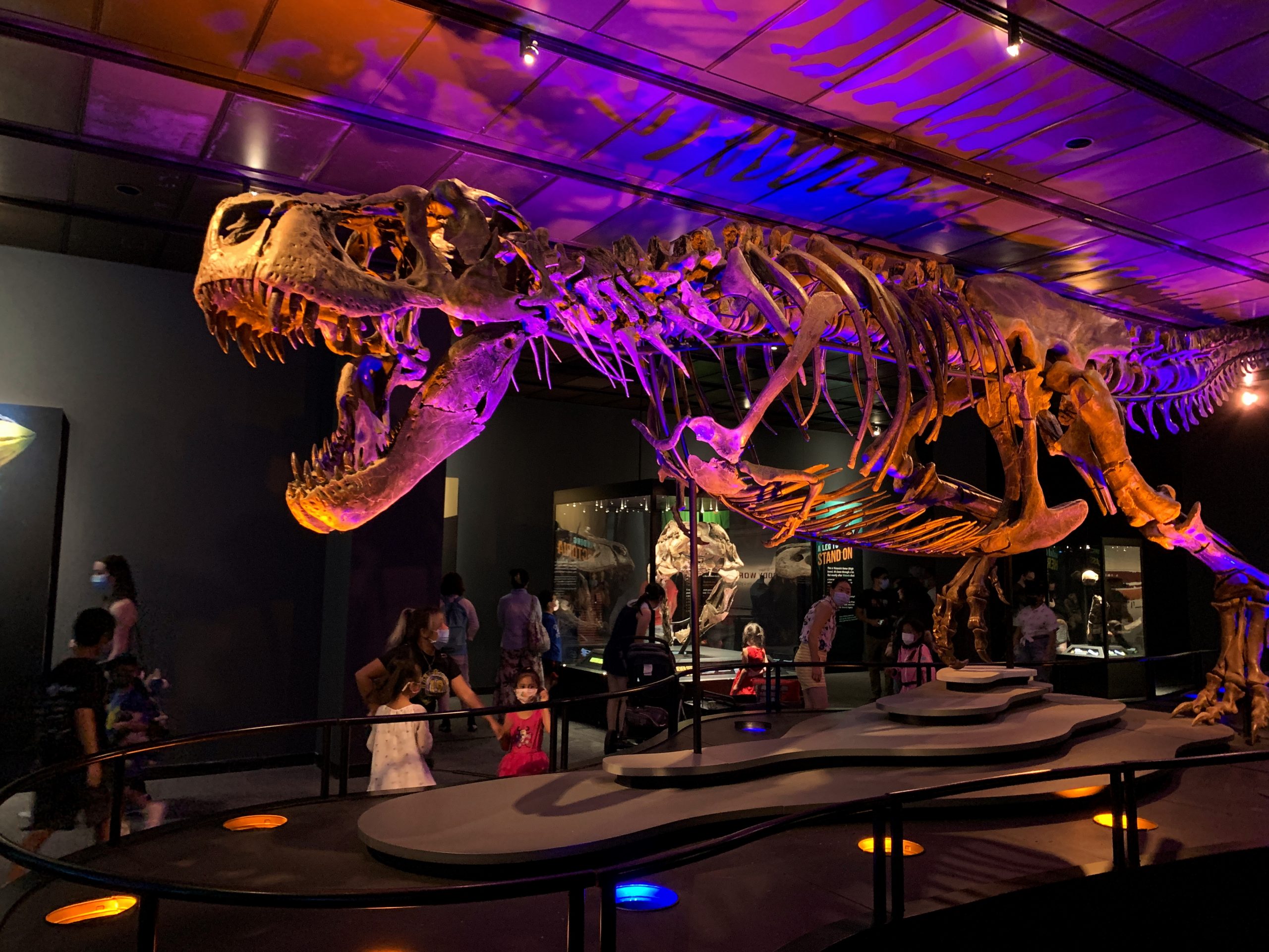 Melton Electrical & Structured Cabling Houston Museum of Natural Science Expansion Project