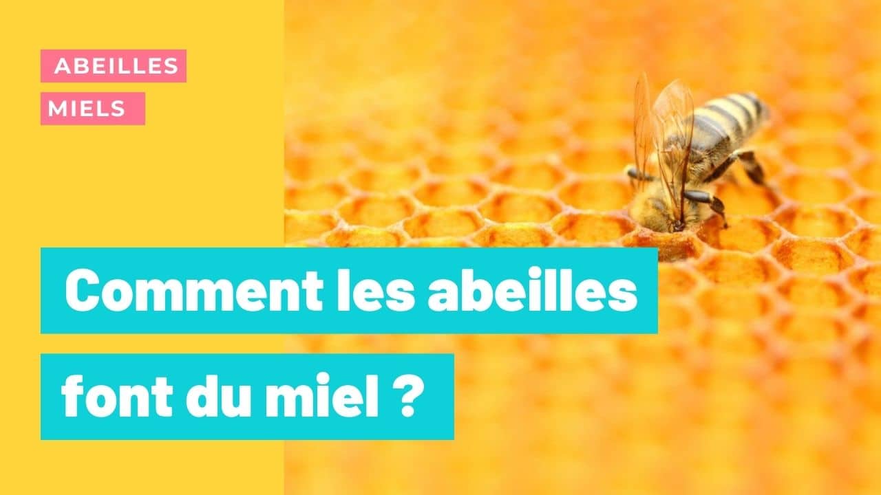 Le Miel Et Les Abeilles Comment Les Abeilles Font Le Miel Mes Abeilles