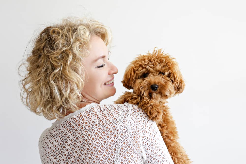 Ultimate Guide for Teddy Bear Bichon Frise Haircuts 4 Bichon Frise Haircuts