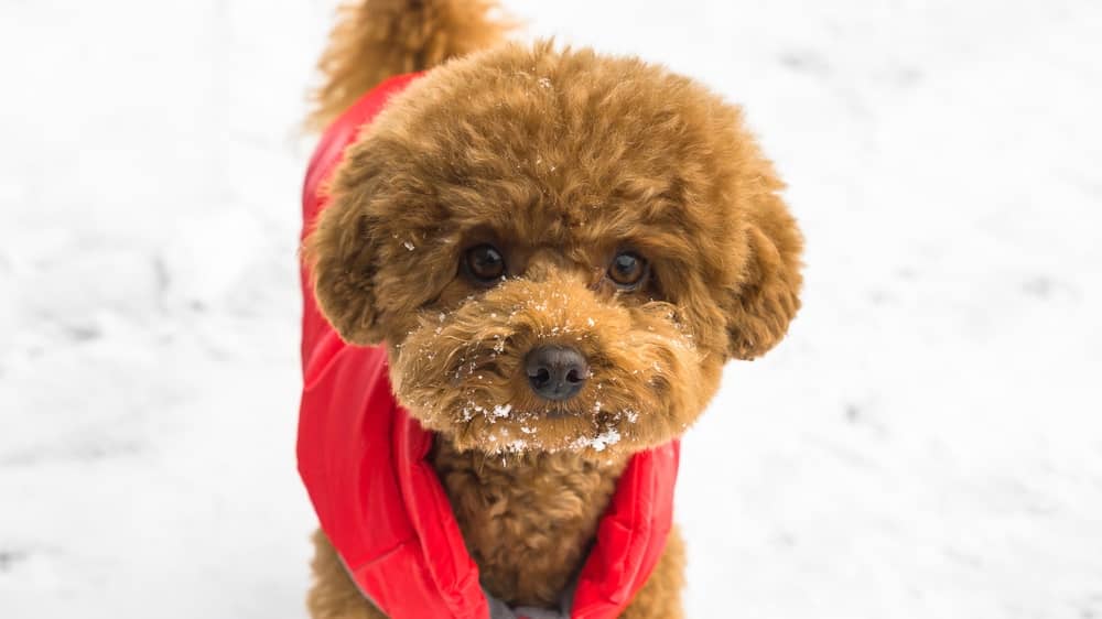 Ultimate Guide for Teddy Bear Bichon Frise Haircuts 5 Bichon Frise Haircuts
