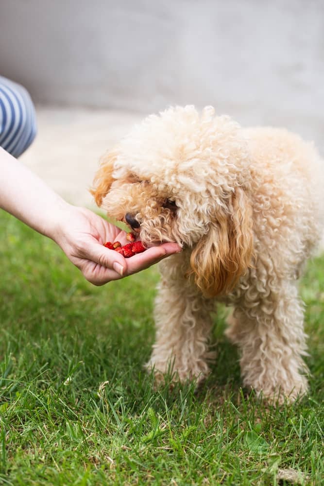 Can Dogs Eat Strawberries Yogurt - Complete Guide 1 Can Dogs Eat Strawberry Yogurt