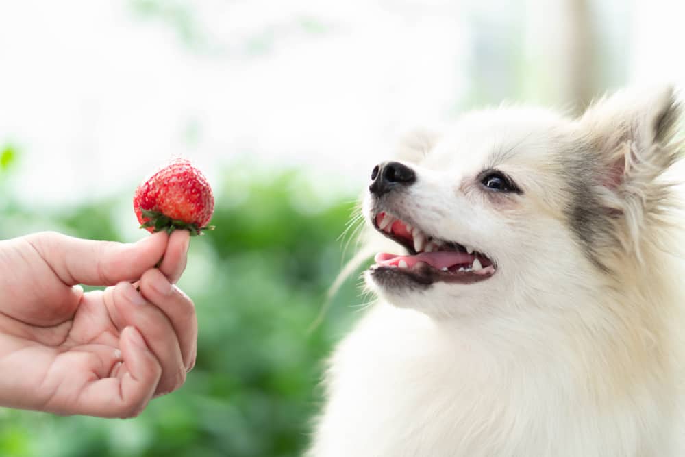 Can Dogs Eat Strawberries Yogurt - Complete Guide 4 dogs eat strawberry ice cream