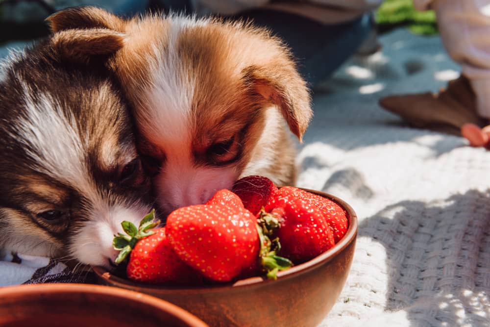 Can Dogs Eat Strawberries Yogurt - Complete Guide 3 dogs eat strawberry ice cream
