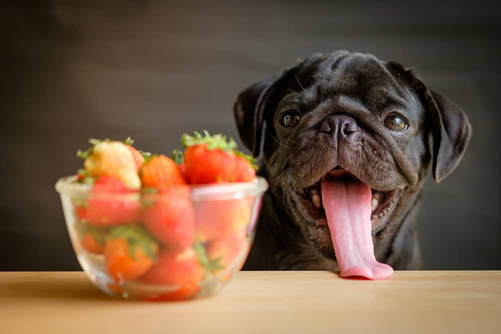 Can Dogs Eat Strawberries Yogurt - Complete Guide 2 Can Dogs Eat Strawberry Yogurt