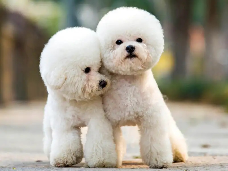 Ultimate Guide for Teddy Bear Bichon Frise Haircuts 3 Bichon Frise Haircuts