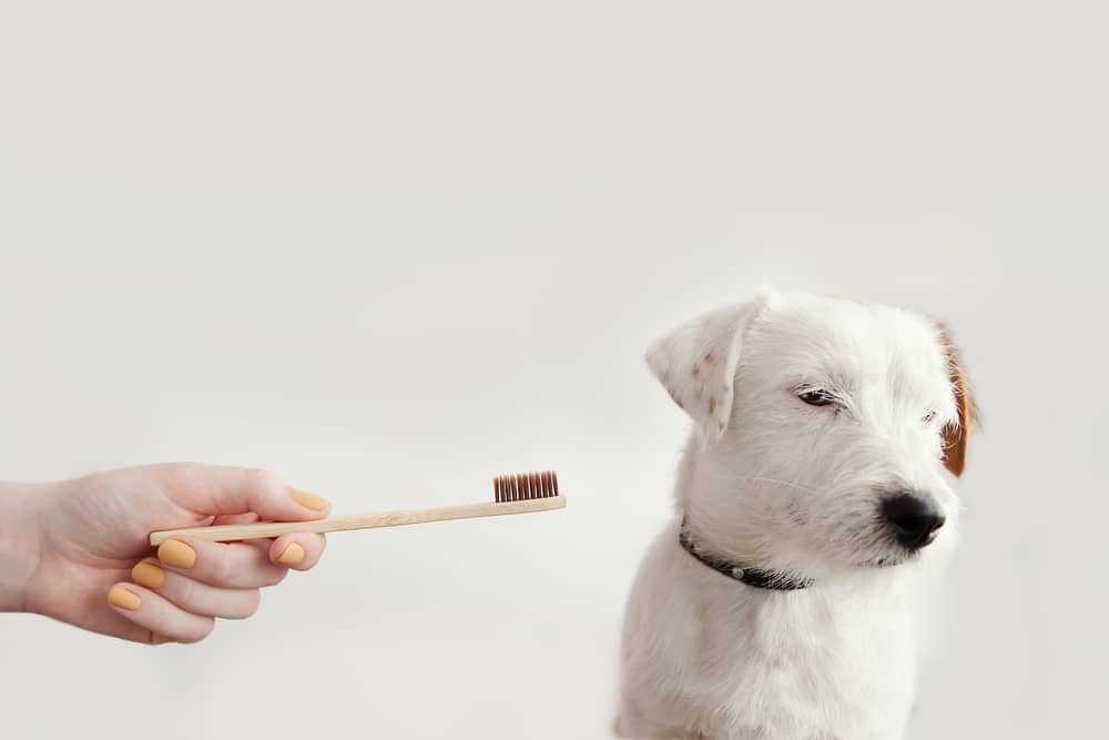professional teeth whitening for dogs
