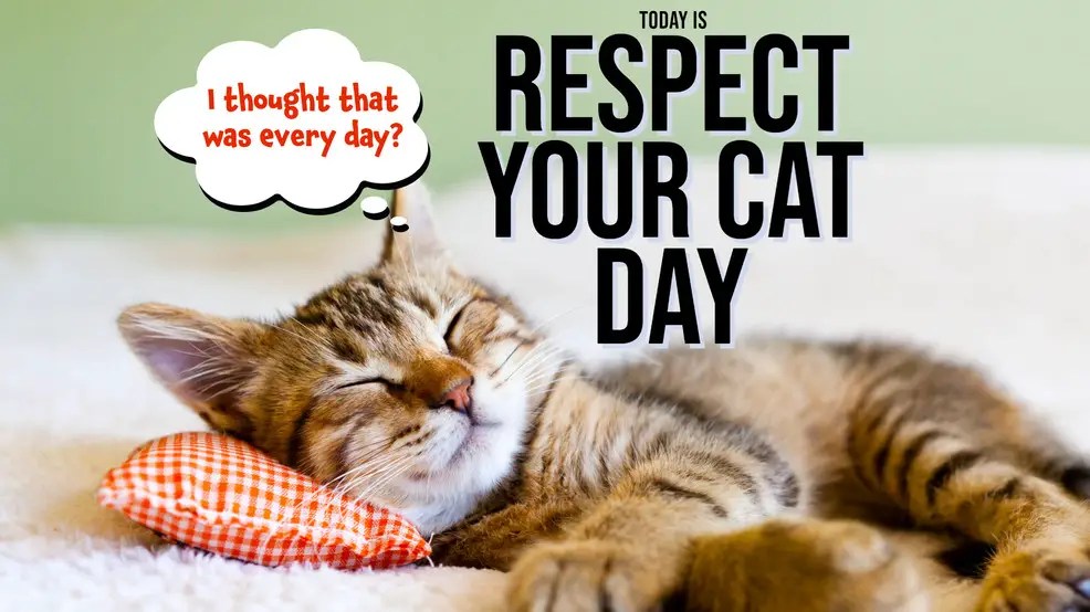 Cat Day 2022 Why Is It Celebrated Three Times A Year Mexico Daily Post