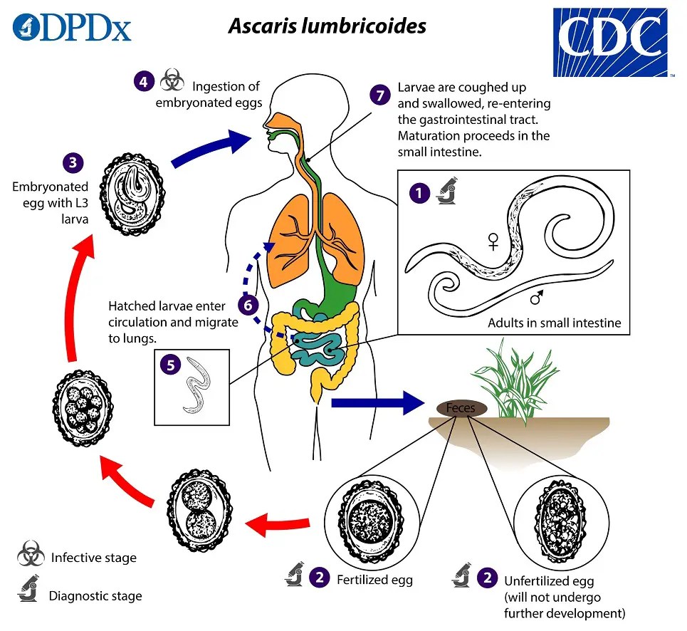 Ascaris Lumbricoides Ascariasis Morfologi Siklus Hidup Stadium Infektif ...