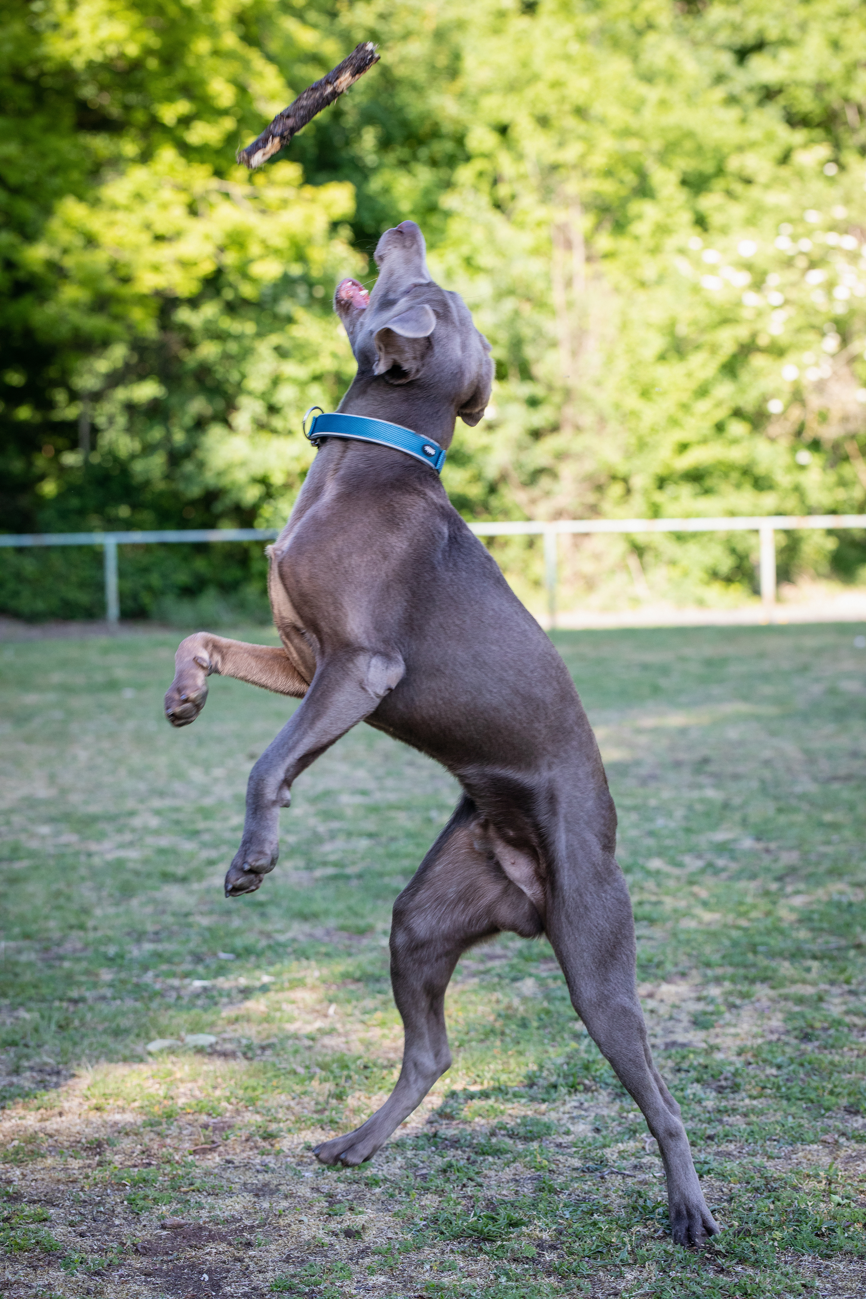 Chemische Kastration Milow The Labmaraner