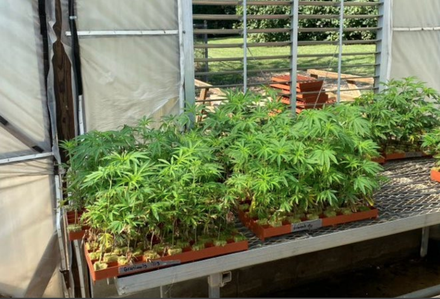 Mississippi medical marijuana regulation ‘stuck in constipation mode’