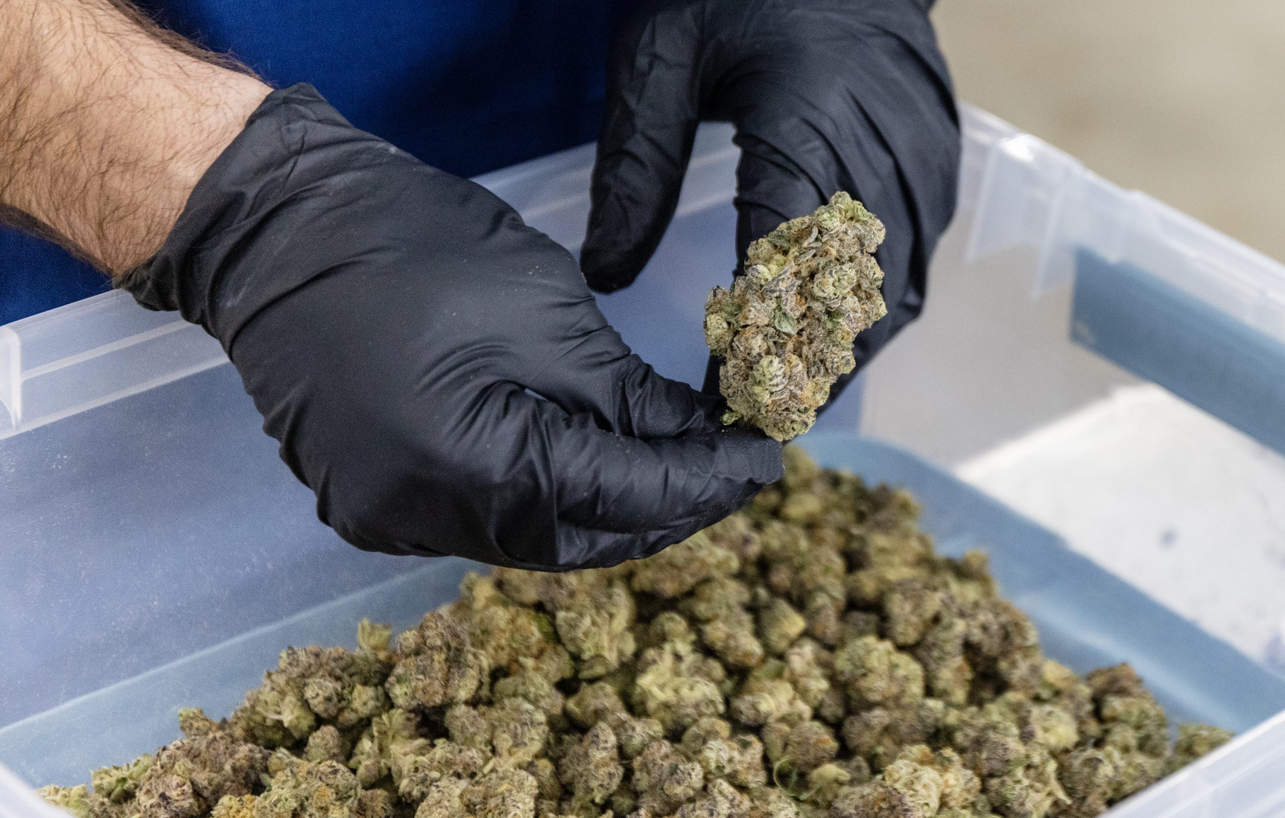 Health Department increases medical marijuana staffing as law change calls for quicker patient application turnaround