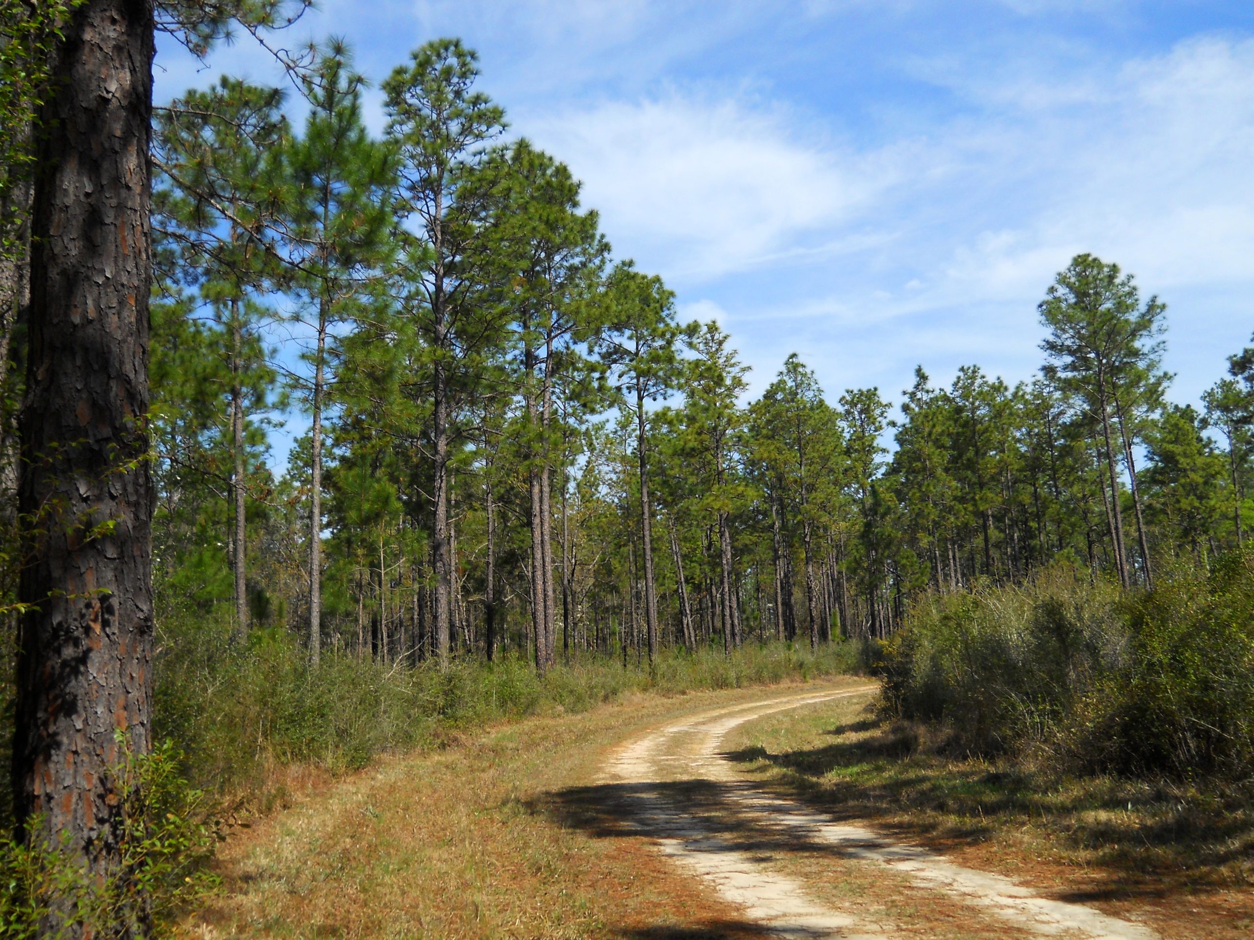 A company wanted to store carbon under US forests. It may get its wish.