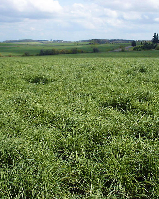 Crown Royale Orchardgrass Missouri Southern Seed