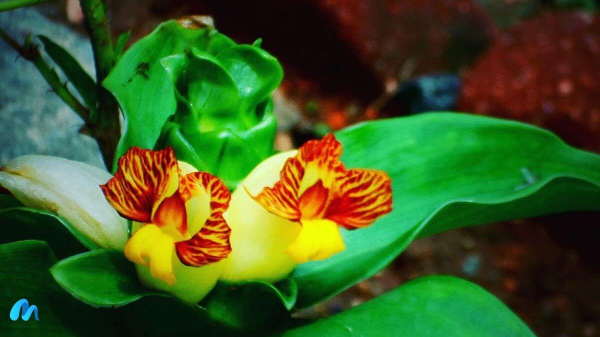 Insulin plant with flowers-insulin plant for diabetes