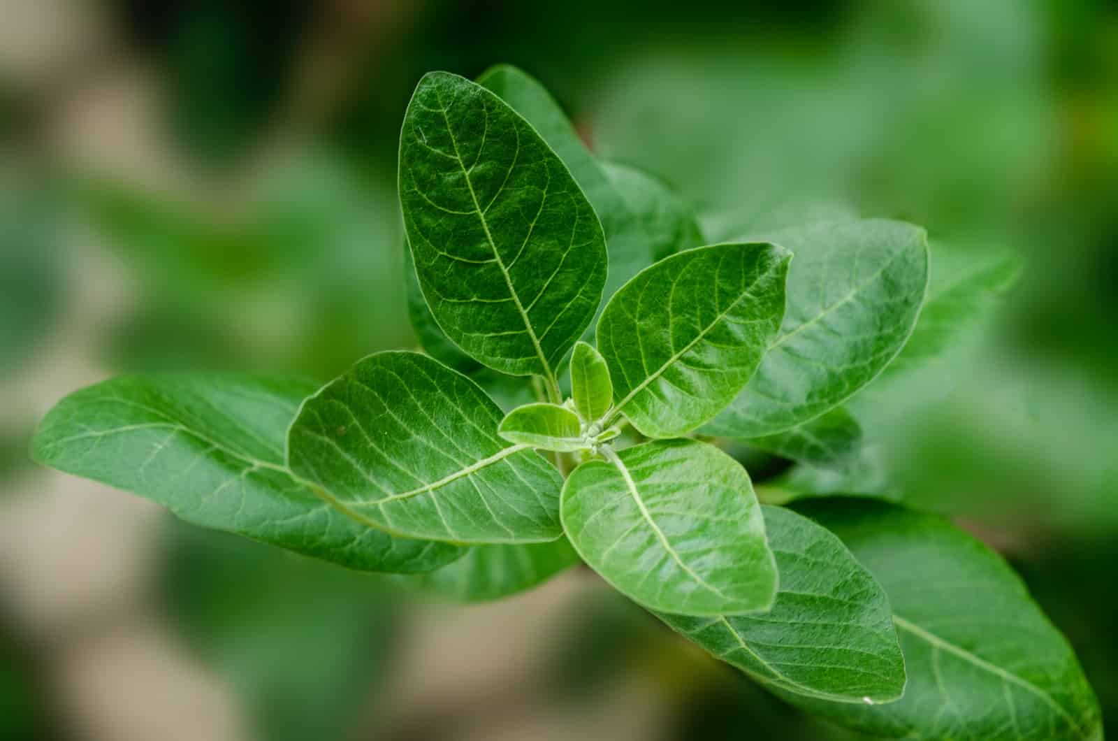 Green leaf plant