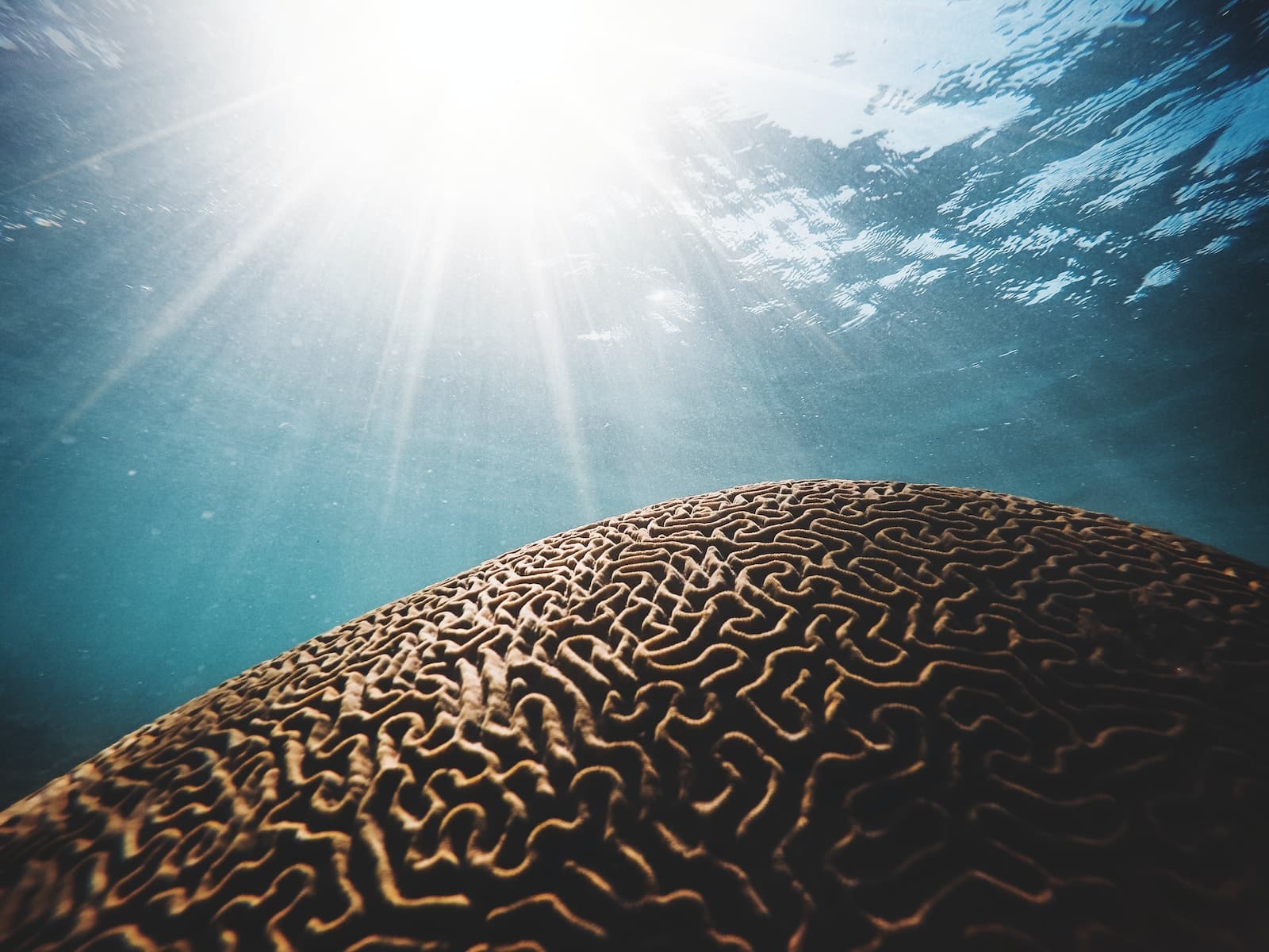 Brown coral under the body of water with sun streaks in closeup photography-brain active