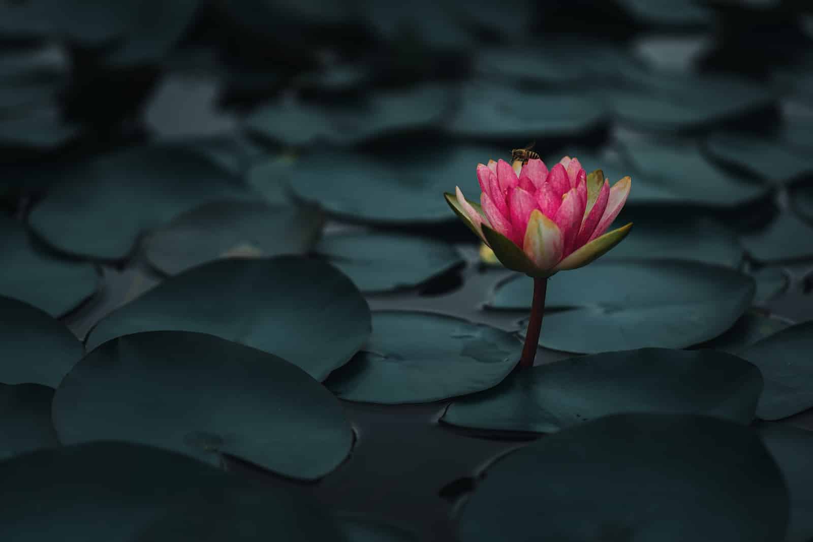 Purple lotus flower on water-can you eat lotus flowers