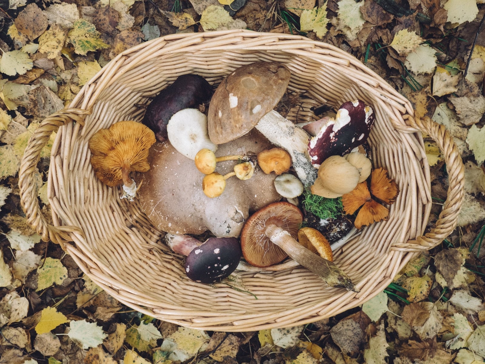 A basket filled with lots of different types of mushrooms-do mushrooms make you gassy