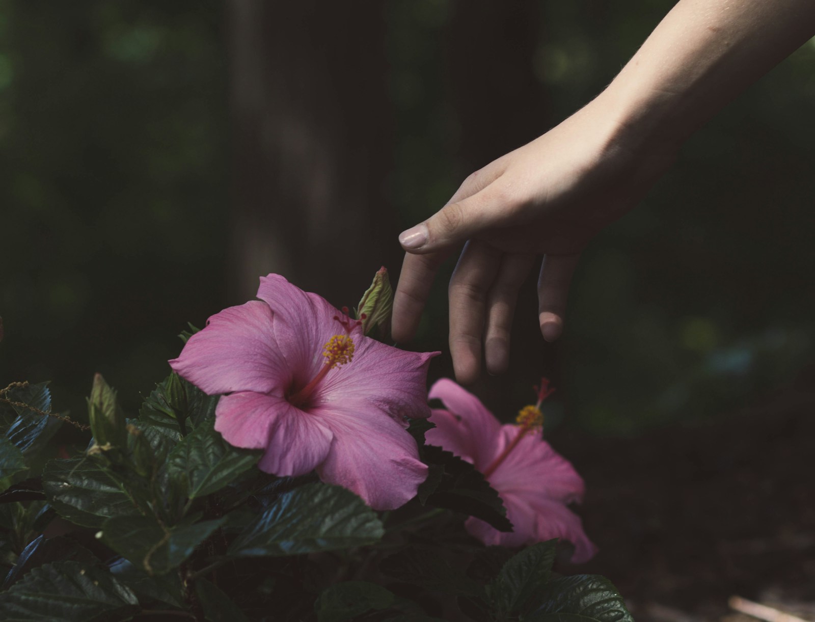 Person about to touch the pink flower-hibiscus flower for tea