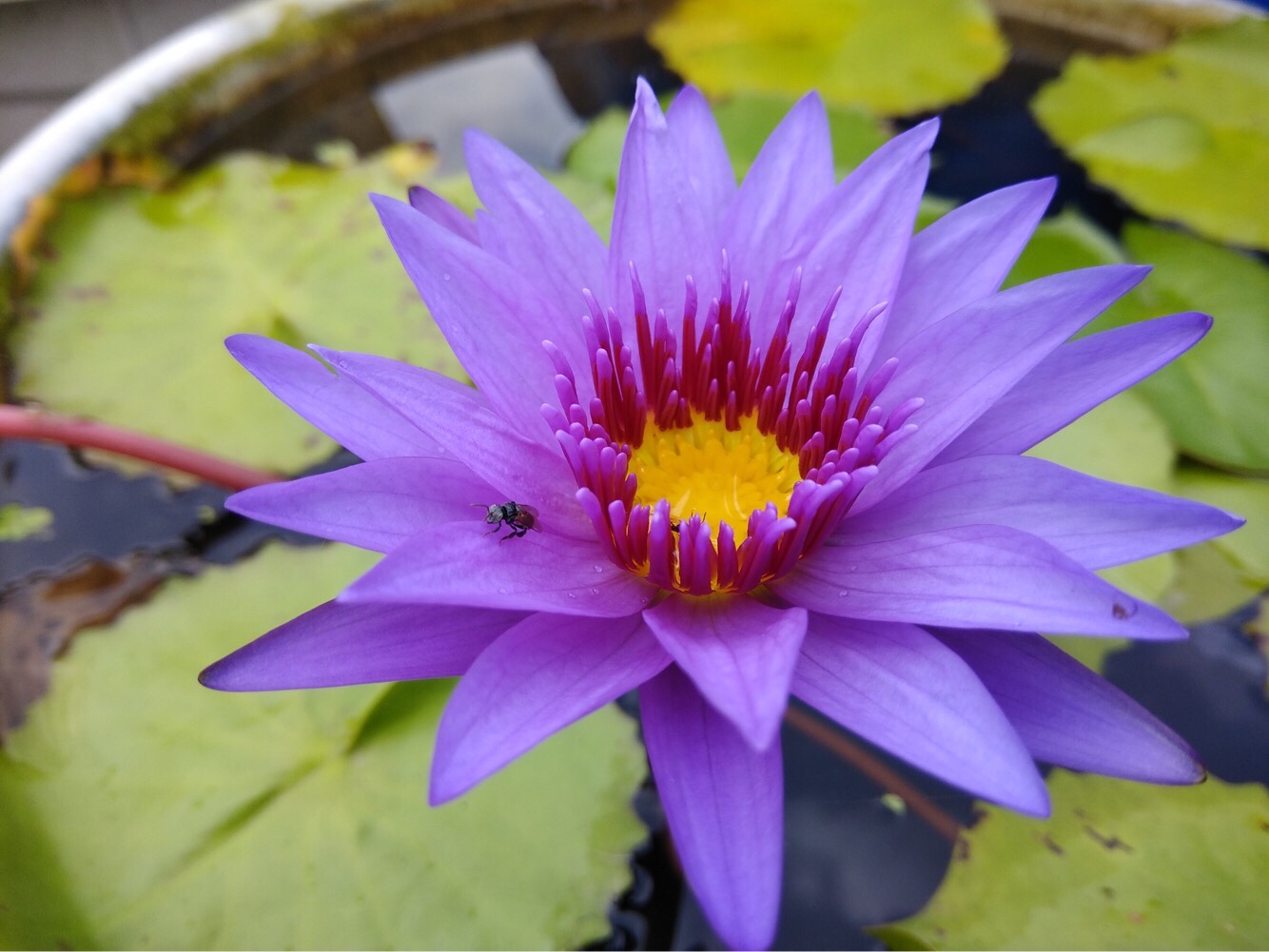 The Secret World Of The Blue Water Lilies Michael Perry Mr Plant Geek