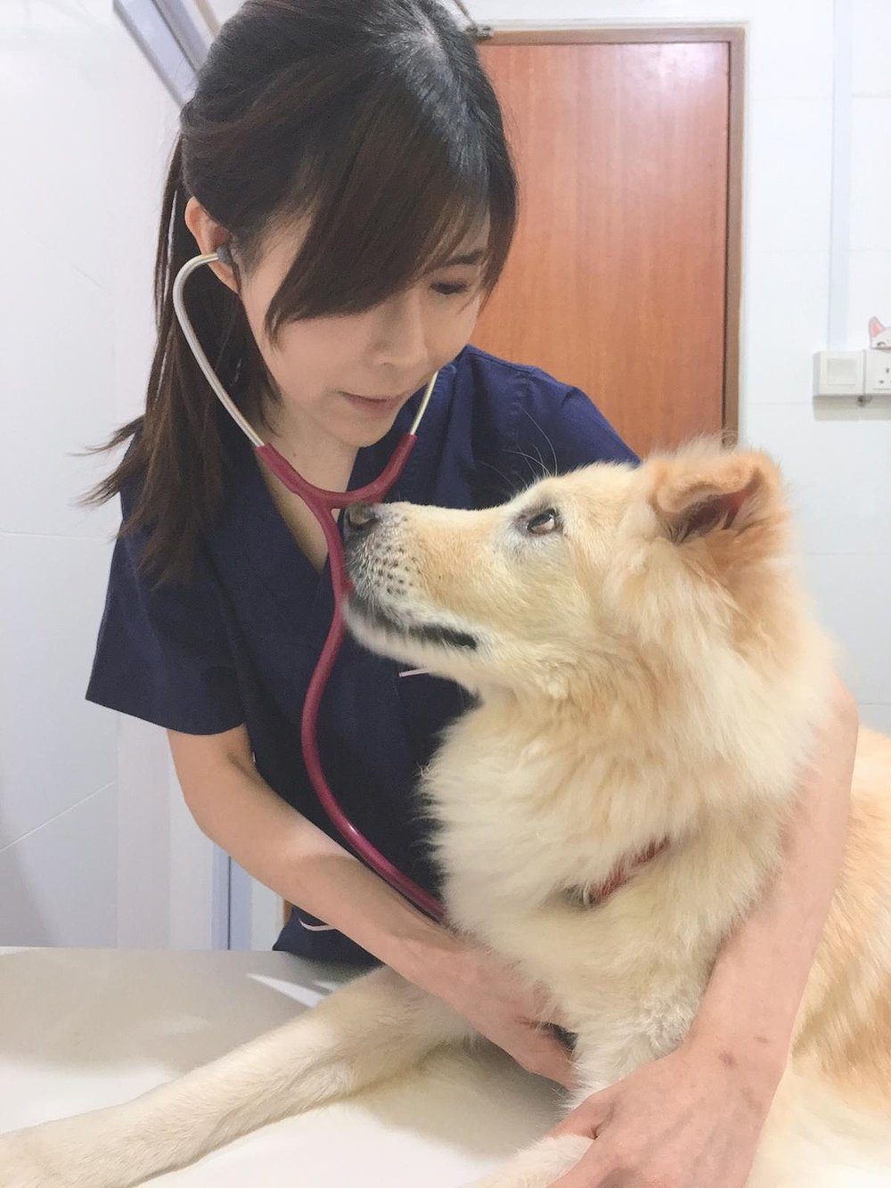 Trusted Pet Animal Clinic In Singapore My Family Vet
