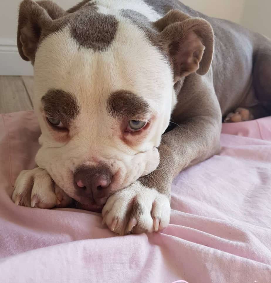 She Is The Saddest Looking Dog On The Planet Whose Pictures Will Make You Melt