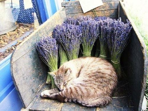 Cat S Essential Oils Pannatural Pets