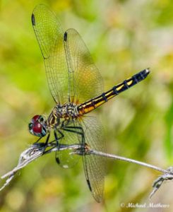 Dragonfly - Nature & Wildlife Photography Training