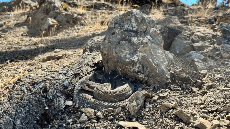 Rattlesnake season is here. Here’s how to stay safe