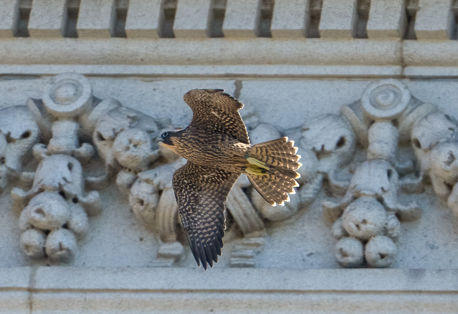 And they’re off! UC Berkeley’s young falcons are flying