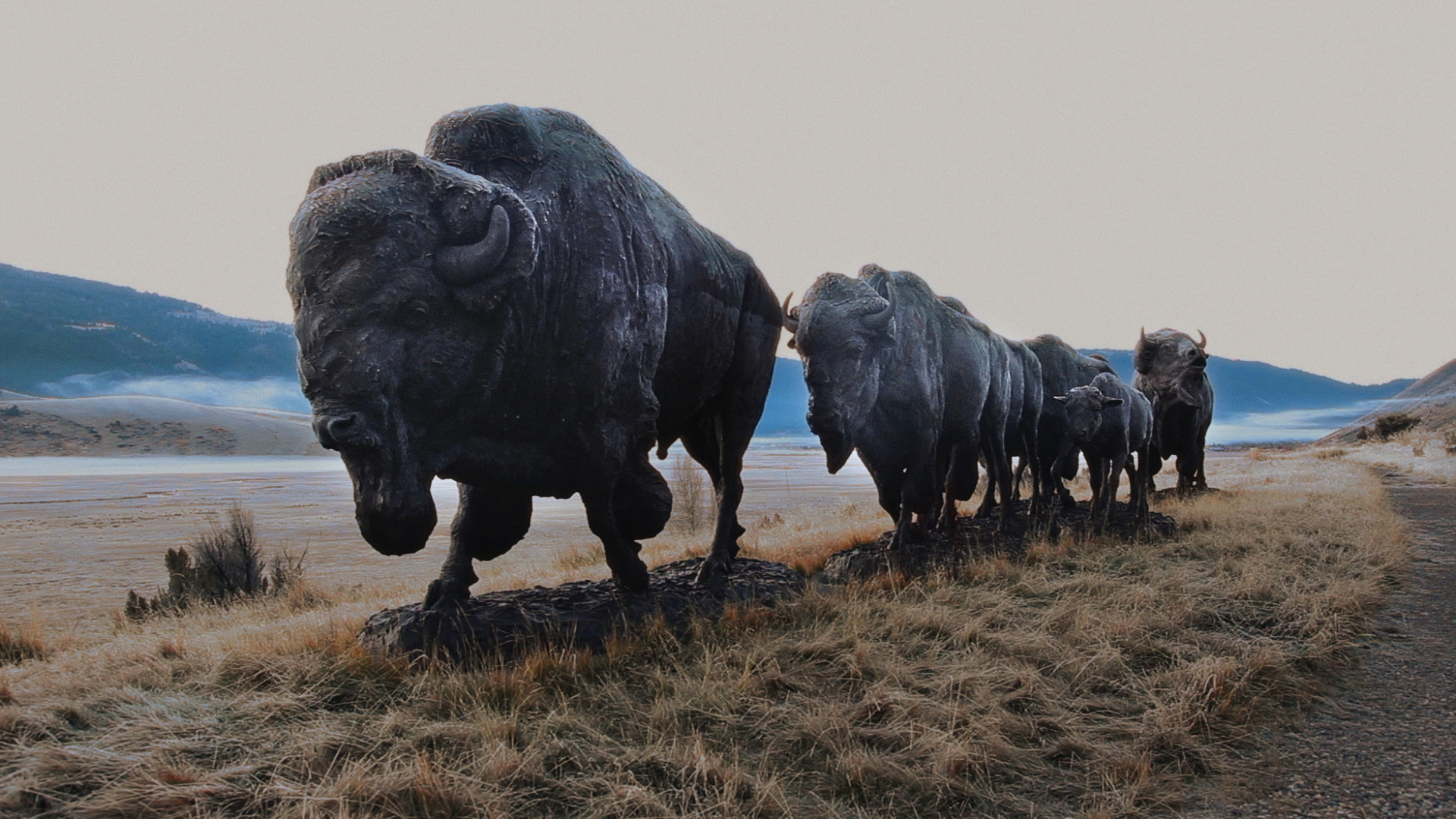 bison cross a field, mountains in back