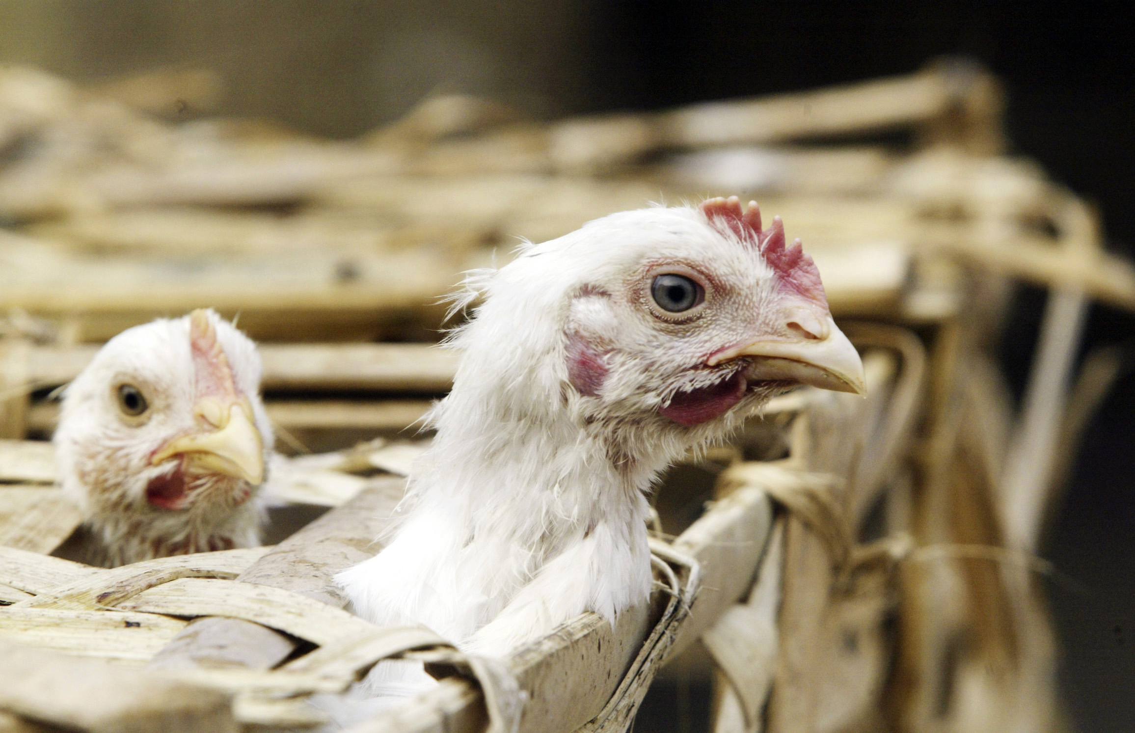 Two white chickens are peeking out from a wooden crate. One chicken is in the foreground, while the other is slightly behind and to the left. The background appears blurred.