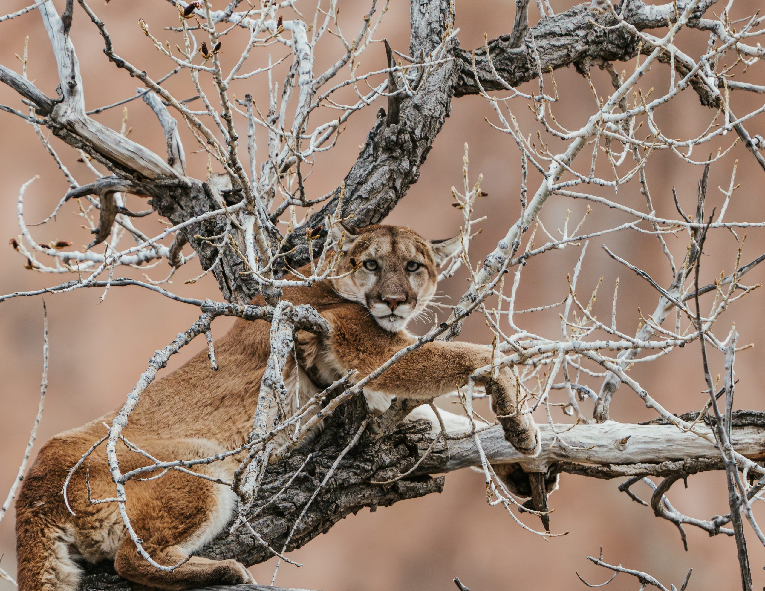 A mountain lion lounges in a tree