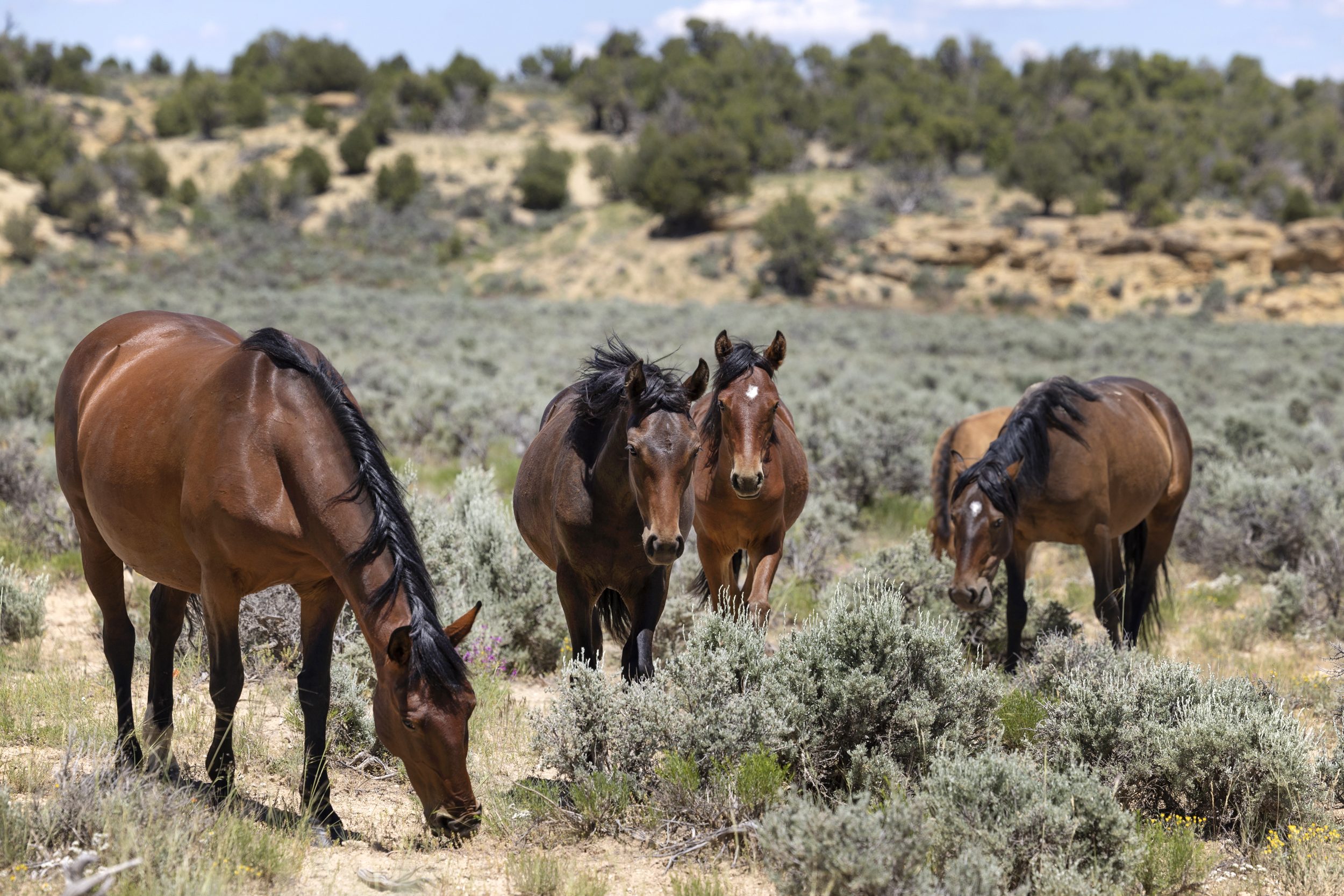 Four brown horses grazing on shrubs in a desert landscape with sparse vegetation and distant trees.