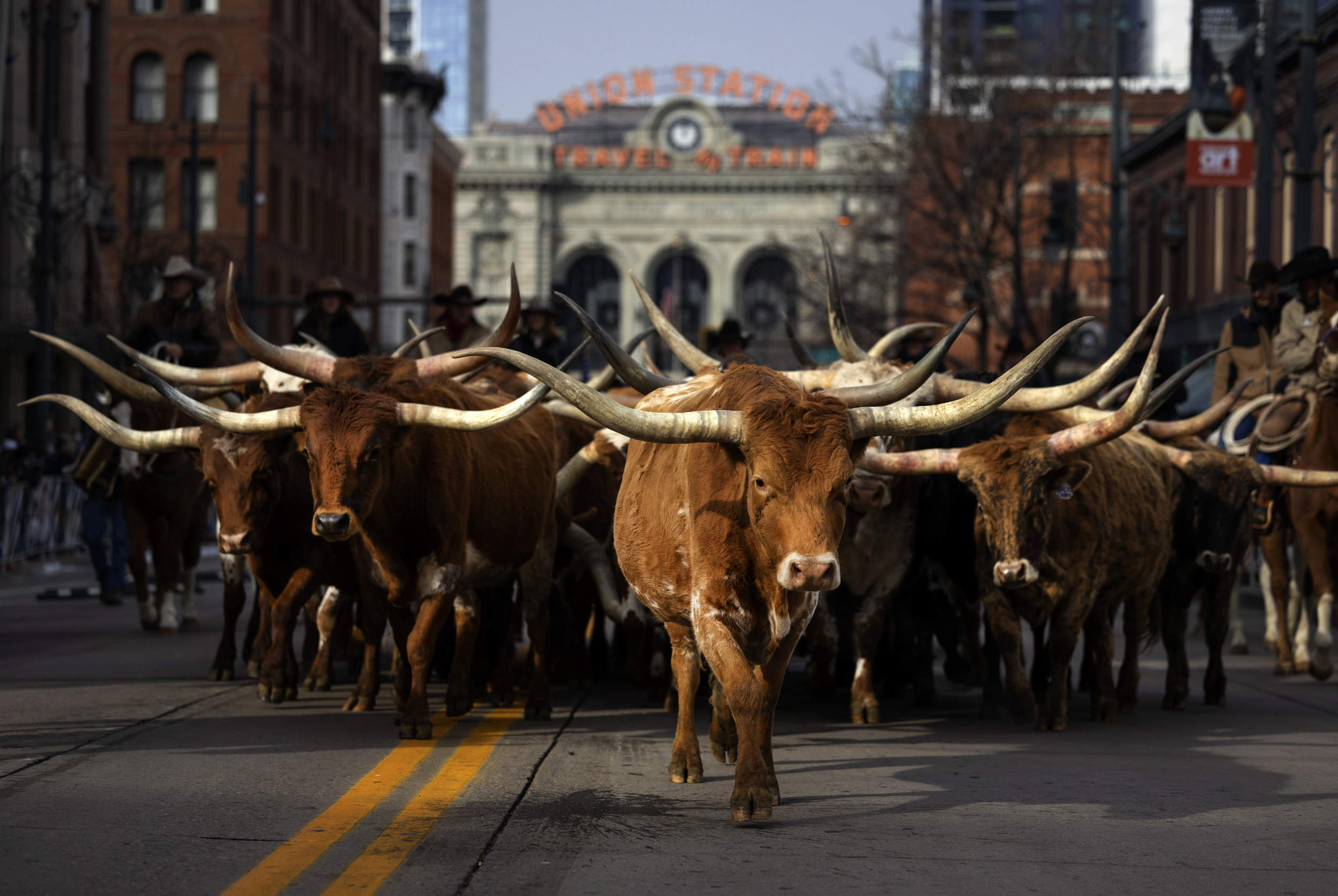 Longhorn cattle walk on the streets of downtown Denver with Union Station behind them