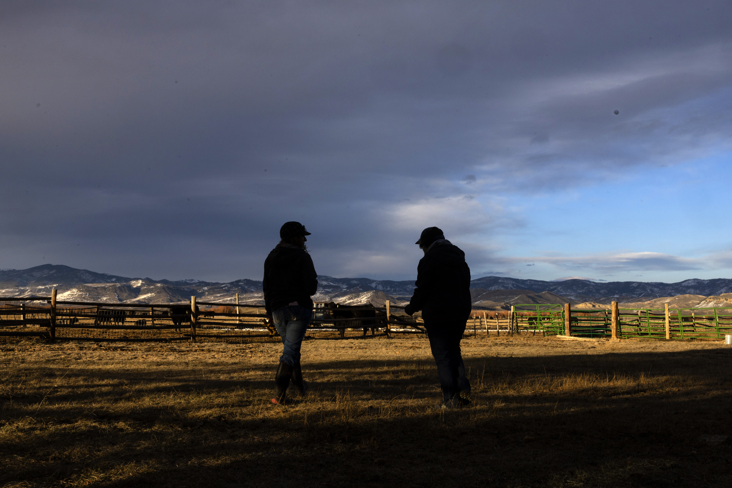 The silhouette of a man in a woman with cows and fences behind them