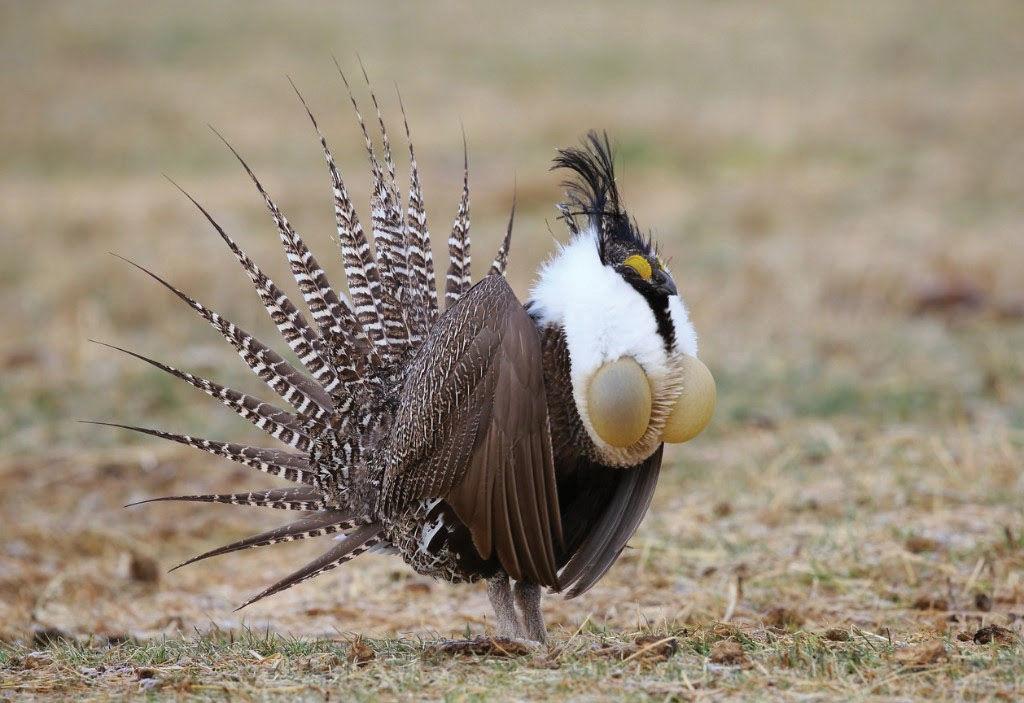 A sage grouse walks in a field