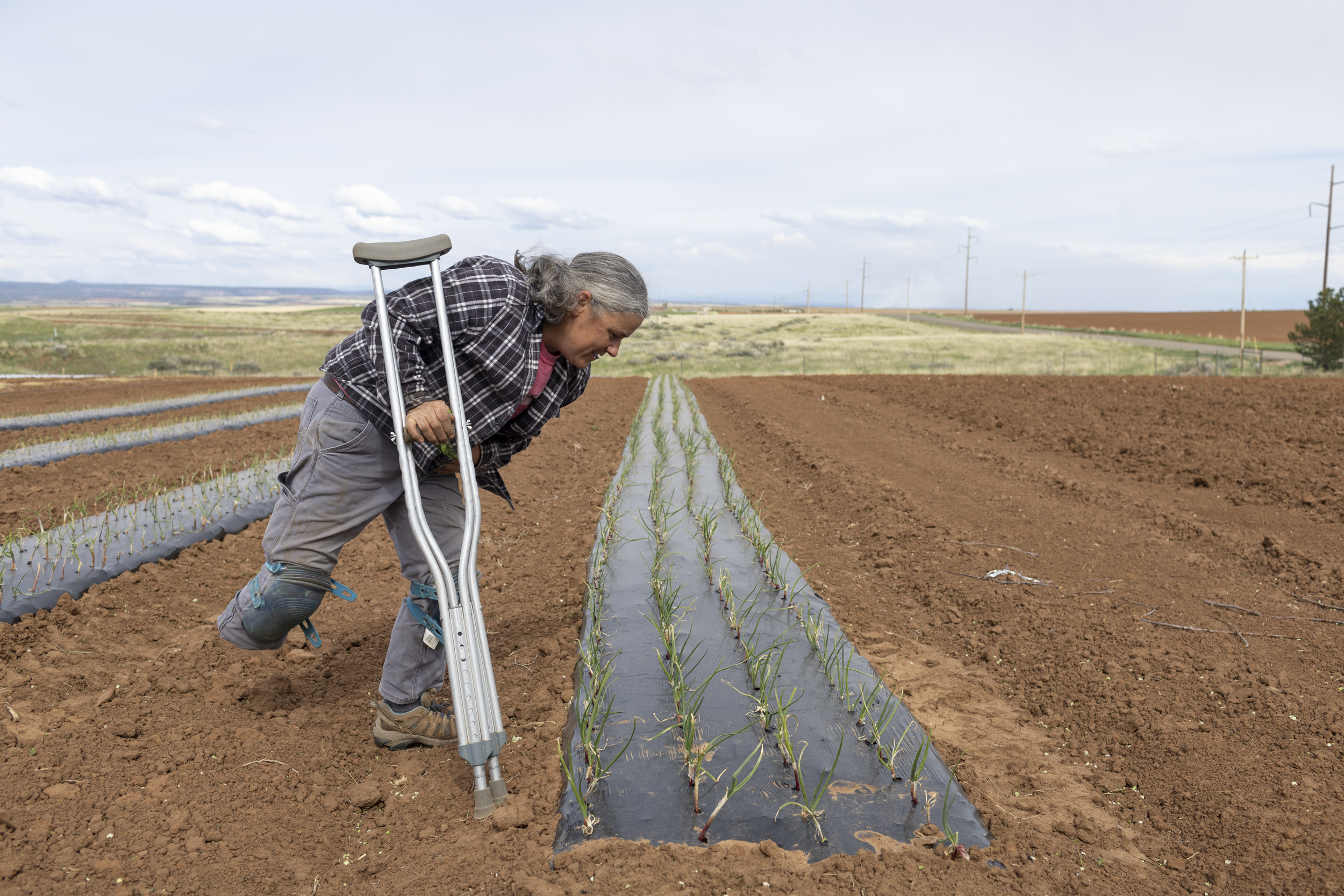 A person with crutches inspects young plants growing in rows on a farm field under a cloudy sky.